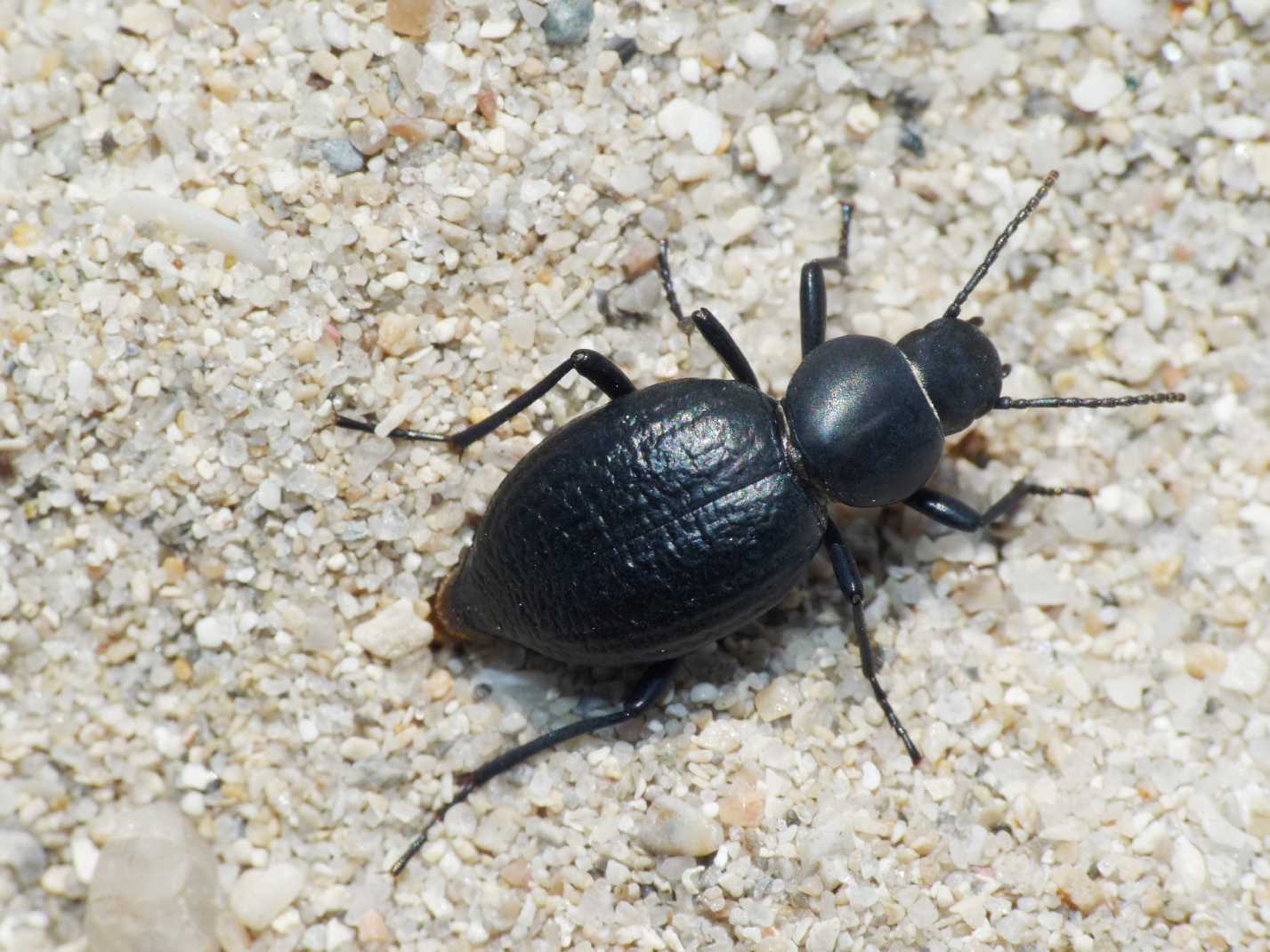 Piccolo Tenebrionidae: Pachychila e Tentyria ramburi